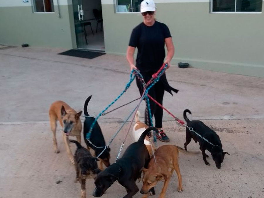 Cães para Adoção